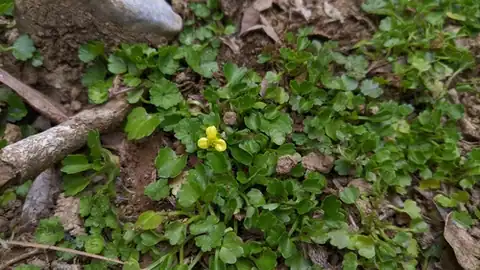 Foto dokumenter Ranunculus cheirophyllus