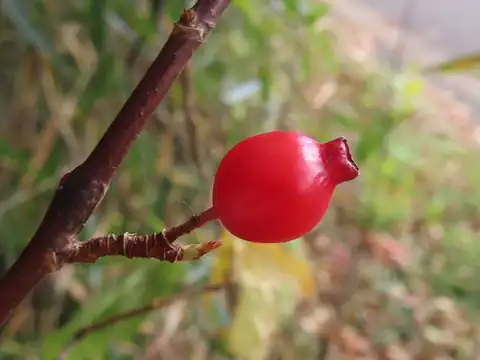 Foto dokumenter Ribes fasciculatum