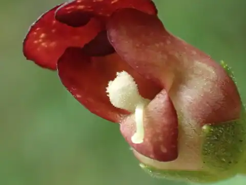 Foto dokumenter Scrophularia yoshimurae