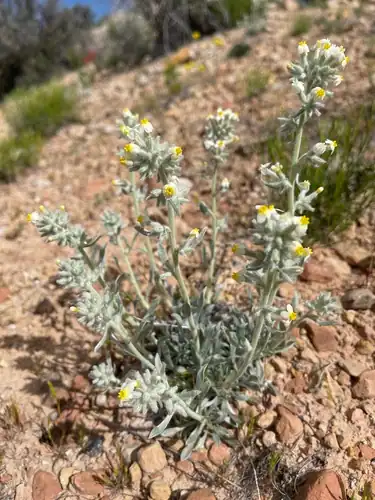 Foto dokumenter Oreocarya fulvocanescens