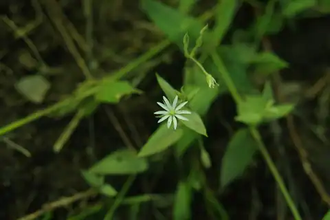Foto dokumenter Stellaria vestita