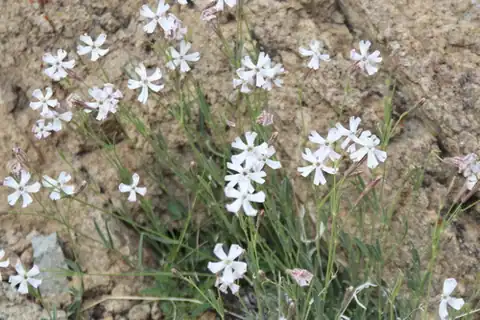 Foto dokumenter Silene moorcroftiana