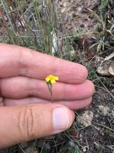 Foto dokumenter Linum scabrellum