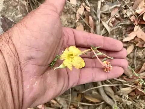 Foto dokumenter Oenothera toumeyi