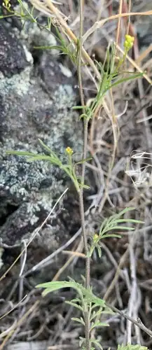 Foto dokumenter Descurainia longepedicellata