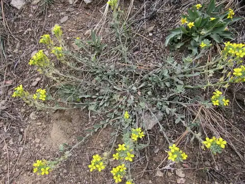 Foto dokumenter Physaria montana