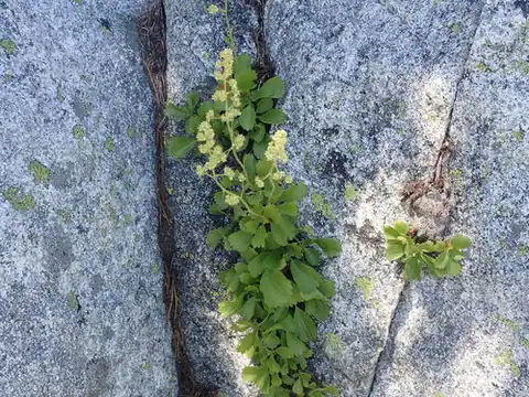 Foto dokumenter Saxifragopsis fragarioides