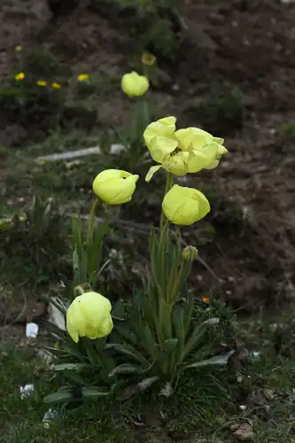 Foto dokumenter Meconopsis integrifolia
