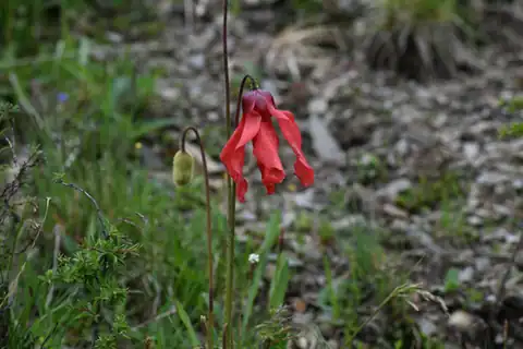 Foto dokumenter Meconopsis punicea