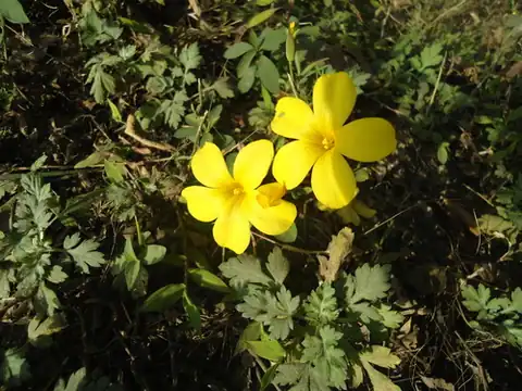 Foto dokumenter Reinwardtia indica