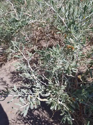 Foto dokumenter Nitraria sphaerocarpa