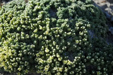 Foto dokumenter Lepidium nanum