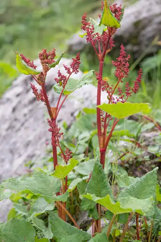 Foto dokumenter Rheum acuminatum
