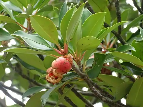 Foto dokumenter Ternstroemia luteoflora