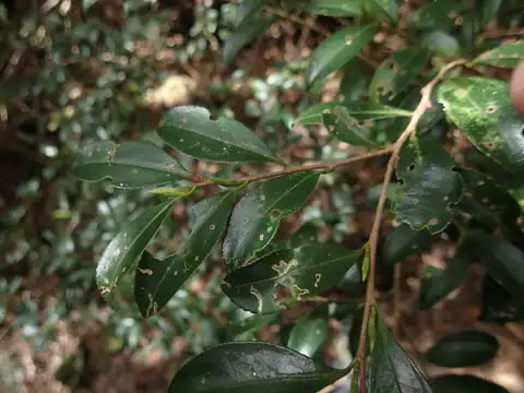 Foto dokumenter Camellia brevistyla