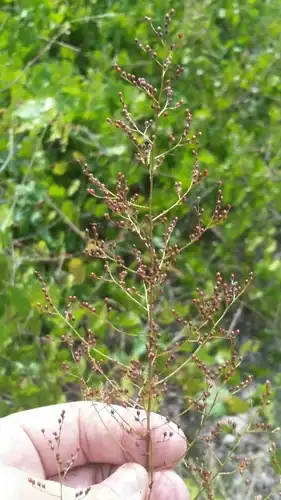 Foto dokumenter Lechea sessiliflora