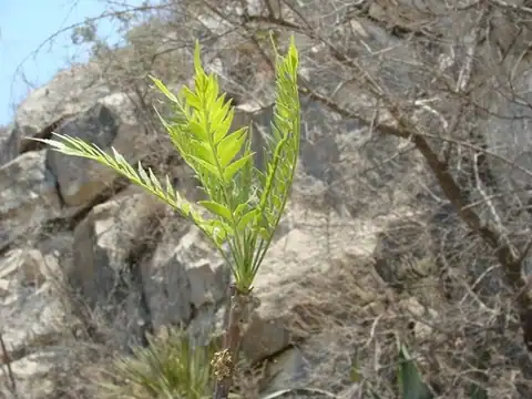 Foto dokumenter Pseudosmodingium andrieuxii
