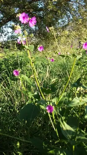 Foto dokumenter Mirabilis melanotricha