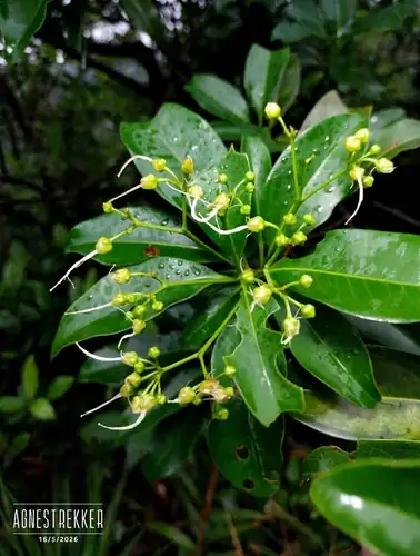 Foto dokumenter Ixonanthes reticulata