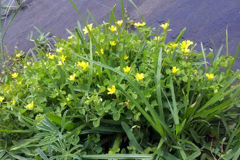 Foto dokumenter Oxalis rubens