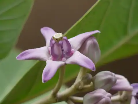 Foto dokumenter Calotropis gigantea