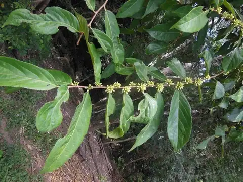 Foto dokumenter Piparea dentata