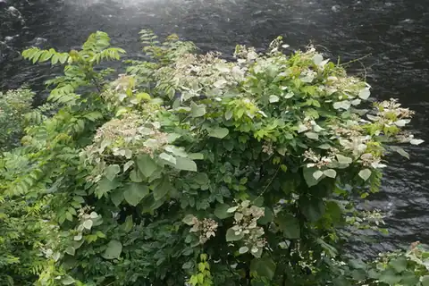 Foto dokumenter Melochia umbellata