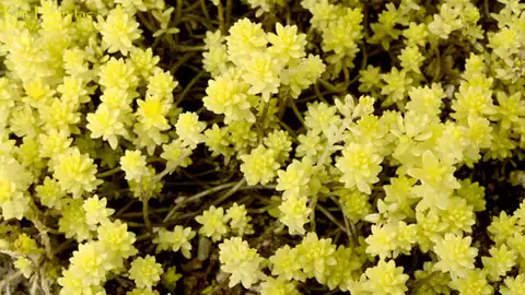 Foto dokumenter Sedum japonicum