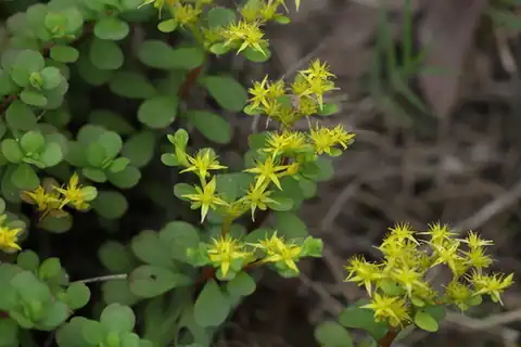 Foto dokumenter Sedum emarginatum