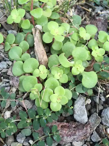 Foto dokumenter Sedum makinoi