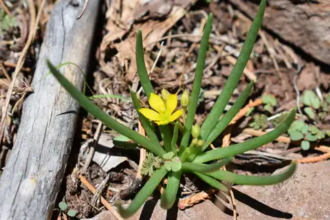 Foto dokumenter Phemeranthus humilis