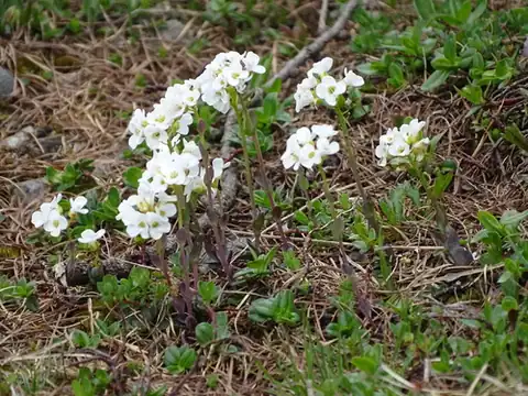 Foto dokumenter Noccaea alpestris