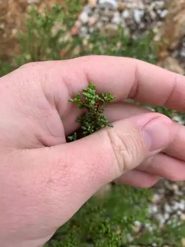 Foto dokumenter Philotheca difformis