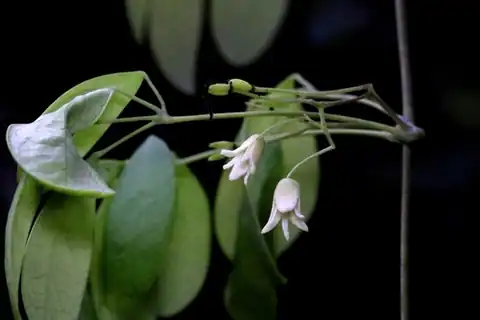 Foto dokumenter Stauntonia obovata
