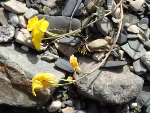 Foto dokumenter Physaria calderi