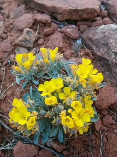 Foto dokumenter Physaria cinerea