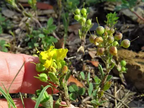 Foto dokumenter Physaria densiflora