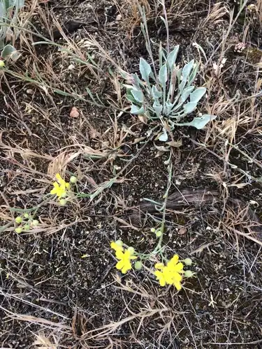 Foto dokumenter Physaria douglasii