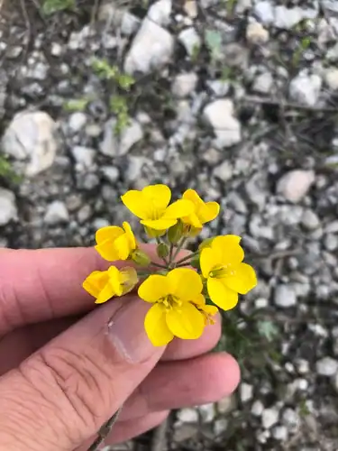 Foto dokumenter Physaria engelmannii