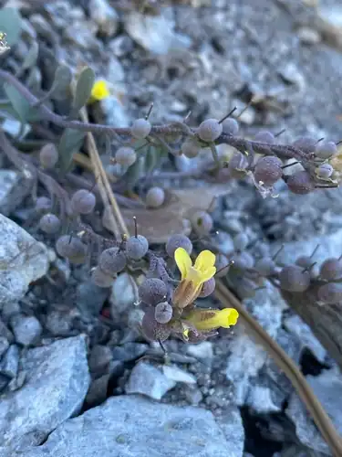 Foto dokumenter Physaria hitchcockii