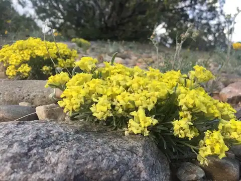 Foto dokumenter Physaria intermedia