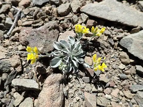 Foto dokumenter Physaria occidentalis