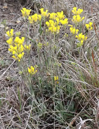 Foto dokumenter Physaria ovalifolia