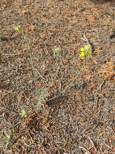 Foto dokumenter Physaria rectipes
