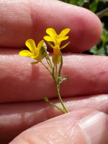 Foto dokumenter Physaria recurvata