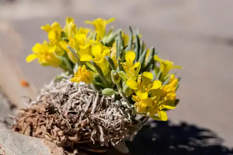 Foto dokumenter Physaria reediana