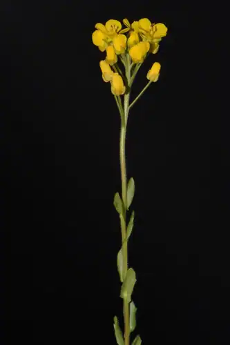 Foto dokumenter Paysonia densipila