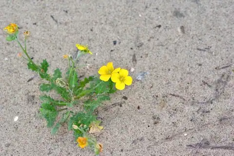Foto dokumenter Paysonia grandiflora