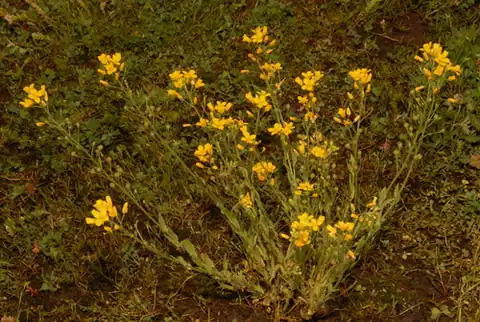 Foto dokumenter Paysonia lyrata