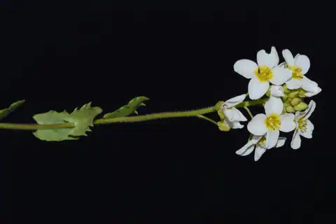 Foto dokumenter Paysonia perforata